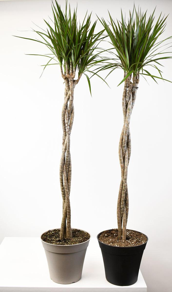 Dracaena Marginata Braid - View 15 from www redcrocus com