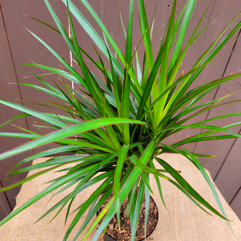 Dracaena Marginata Braid - View 16 from www redcrocus com