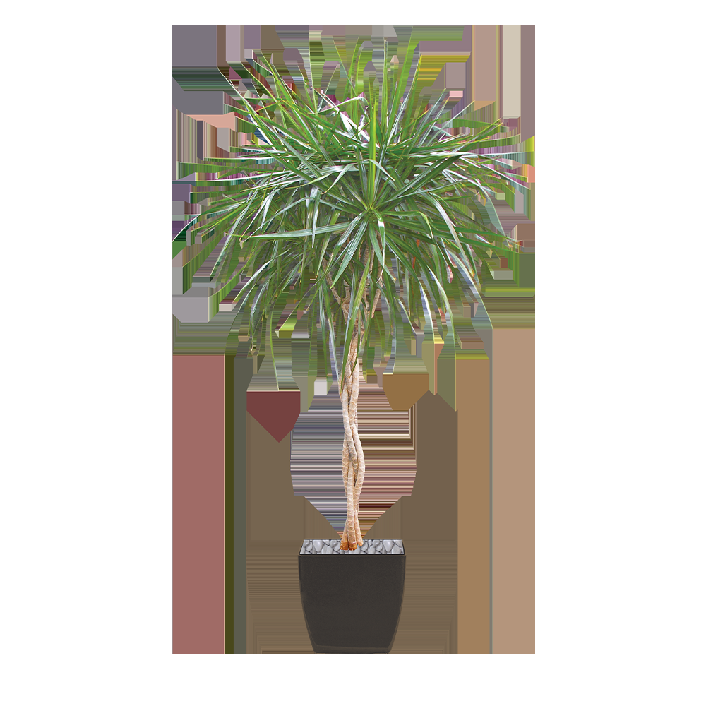 Dracaena Marginata Braid - View 1 from www redcrocus com