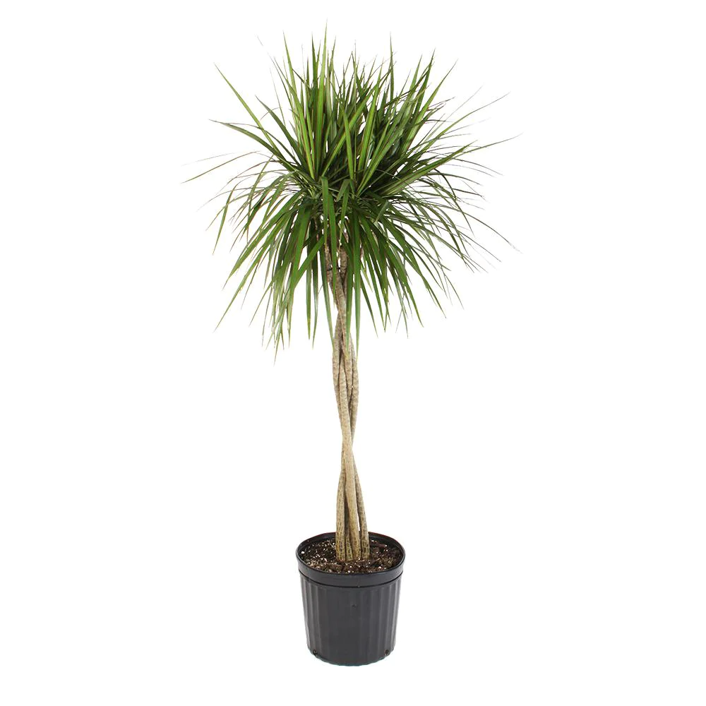 Dracaena Marginata Braid - View 2 from www redcrocus com