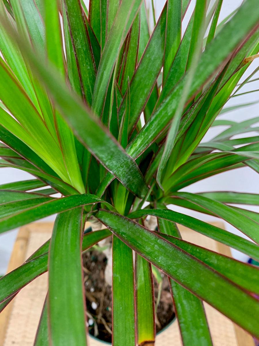 Dracaena Marginata Braid - View 6 from www redcrocus com