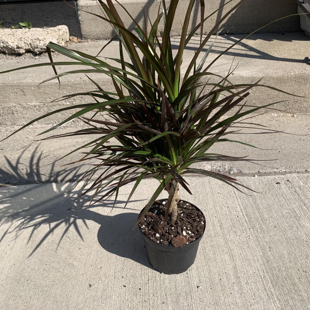 Dracaena Marginata Braid - View 7 from www redcrocus com