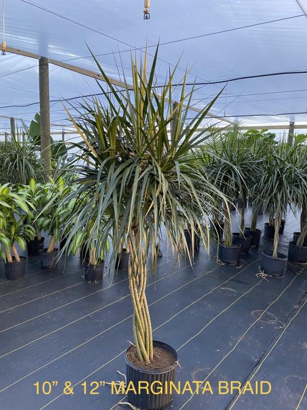Dracaena Marginata Braid - View 8 from www redcrocus com