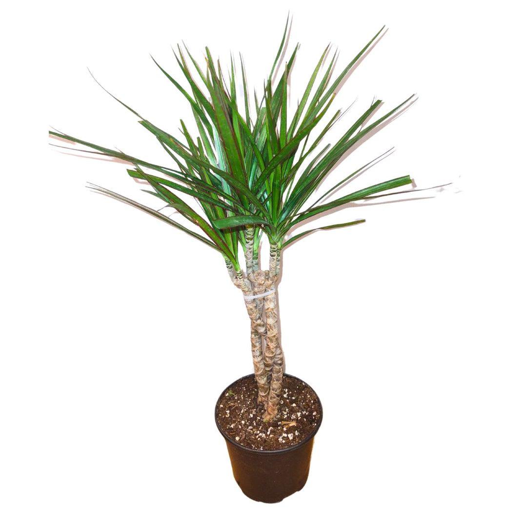 Dracaena Marginata Braid - View 9 from www redcrocus com