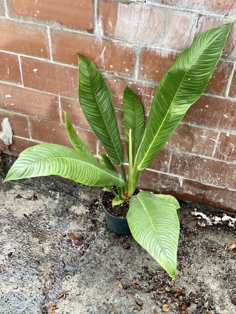 Philodendron Campii Lynette - View 12 from www redcrocus com