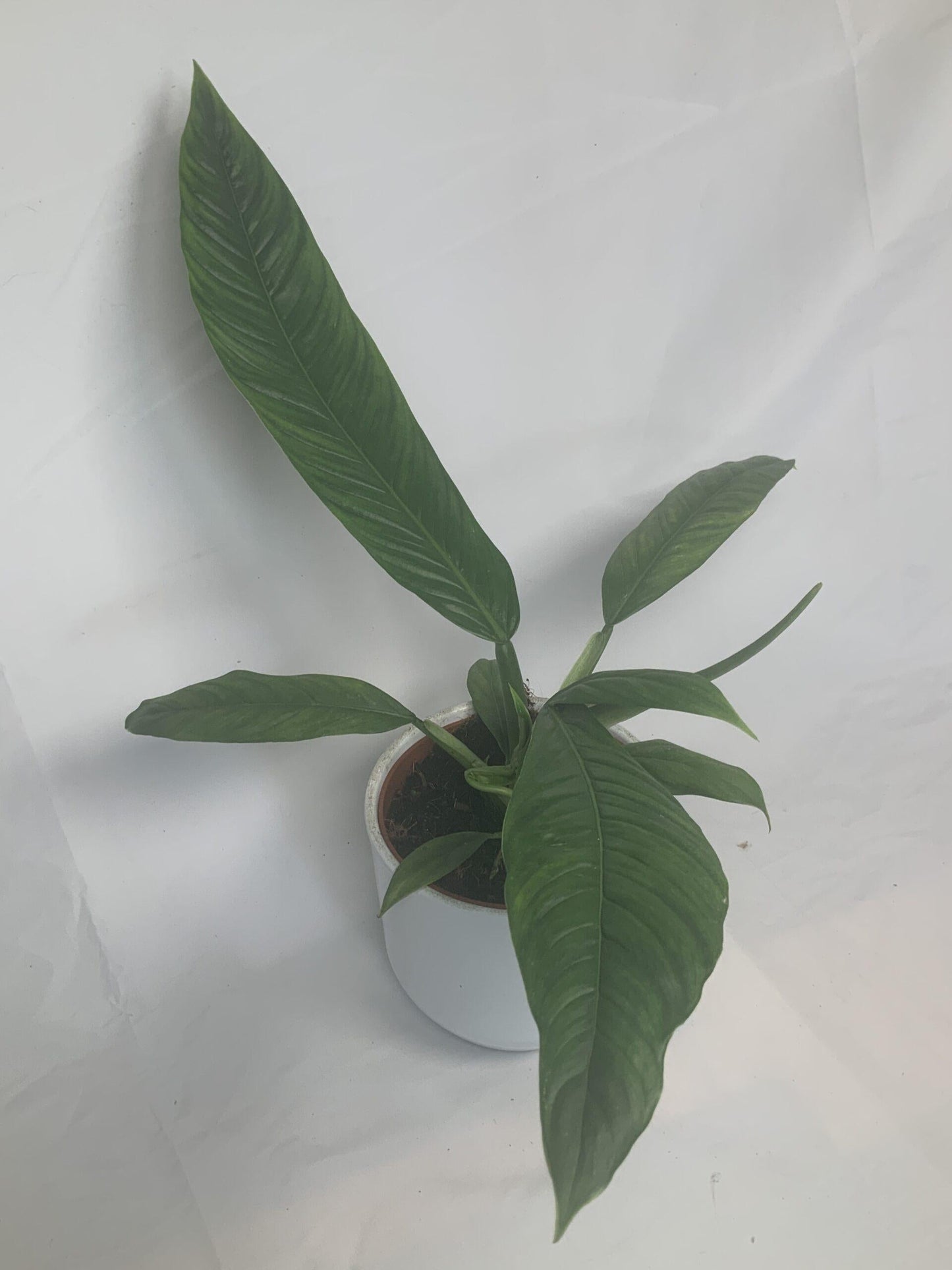 Philodendron Campii Lynette - View 13 from www redcrocus com