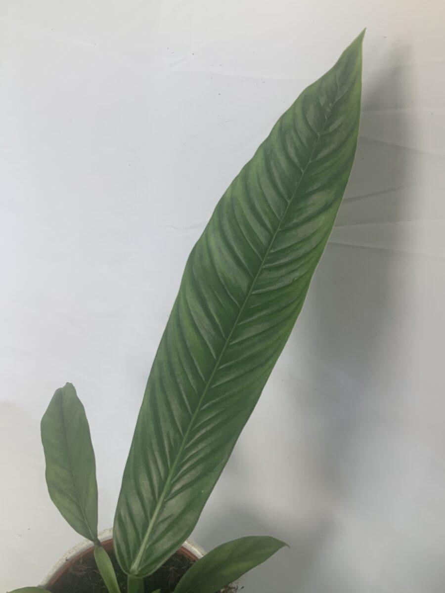 Philodendron Campii Lynette - View 14 from www redcrocus com