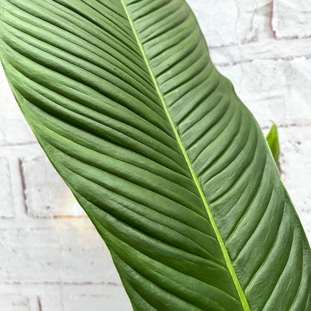 Philodendron Campii 'lynette' - View 10 from www redcrocus com