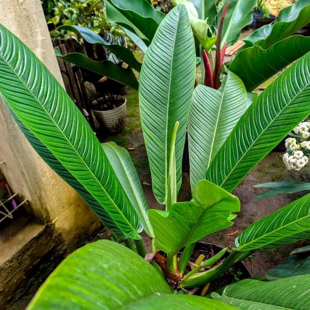 Philodendron Campii 'lynette' - View 13 from www redcrocus com