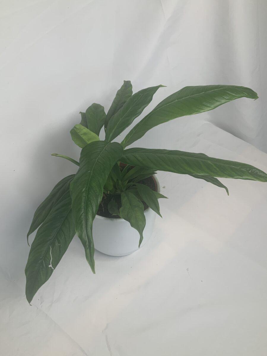 Philodendron Campii 'lynette' - View 16 from www redcrocus com