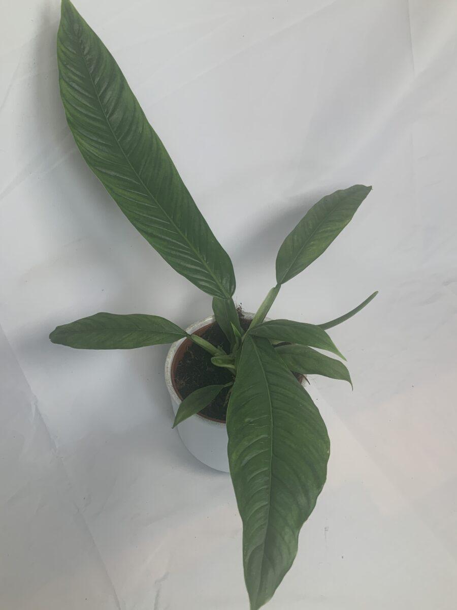 Philodendron Campii 'lynette' - View 17 from www redcrocus com