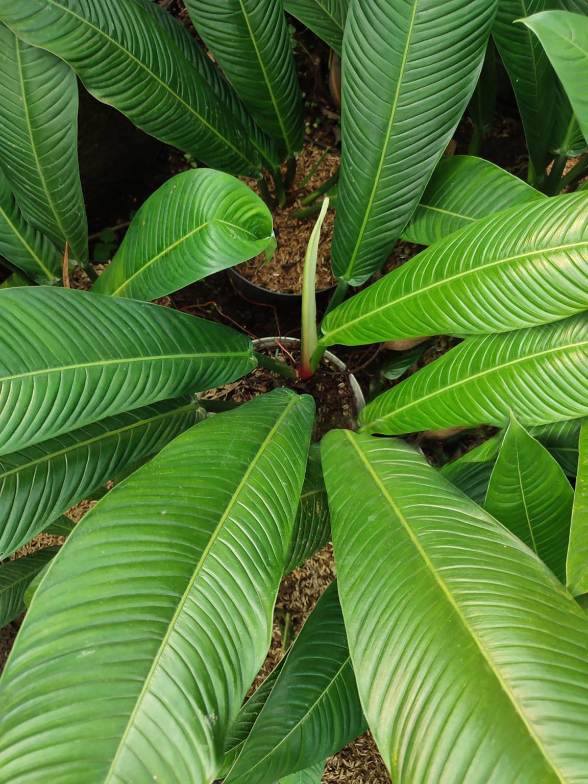 Philodendron Campii 'lynette' - View 1 from www redcrocus com