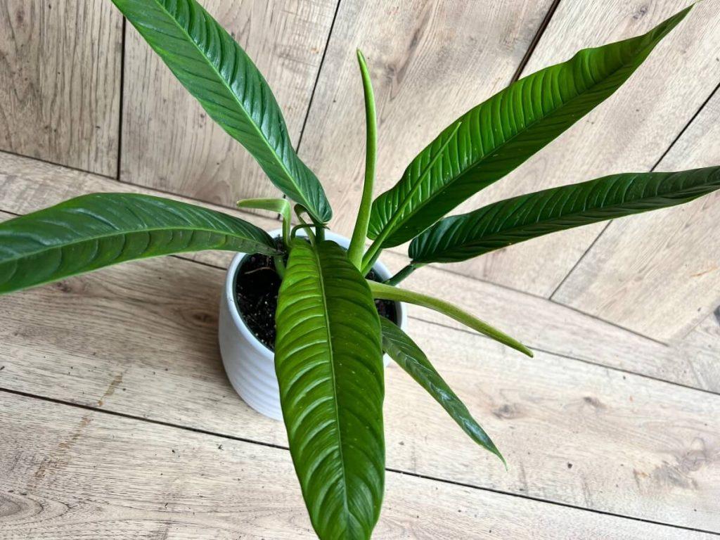 Philodendron Campii 'lynette' - View 4 from www redcrocus com