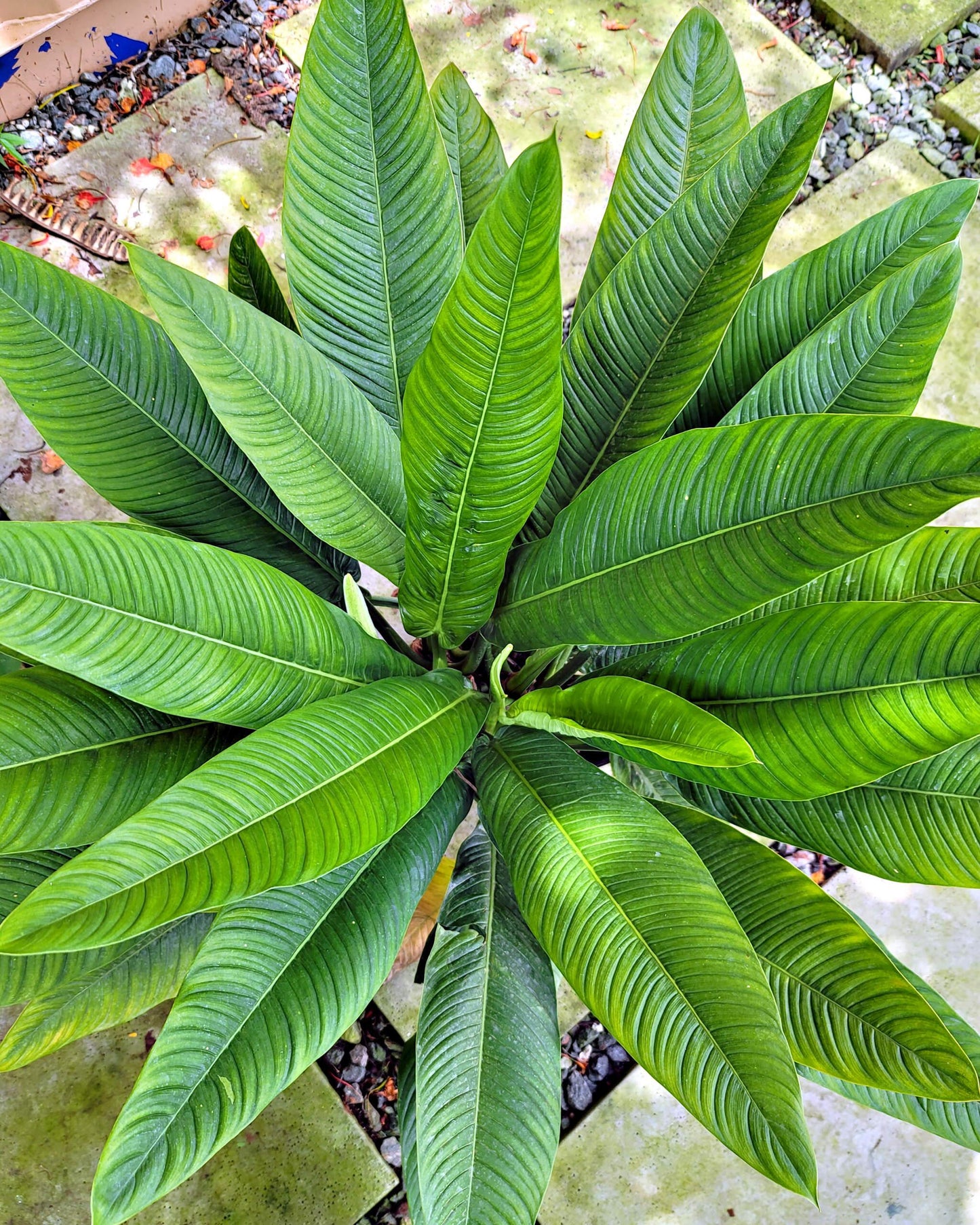 Philodendron Campii 'lynette' - View 8 from www redcrocus com