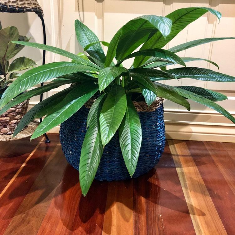 Philodendron Campii 'lynette' - View 9 from www redcrocus com