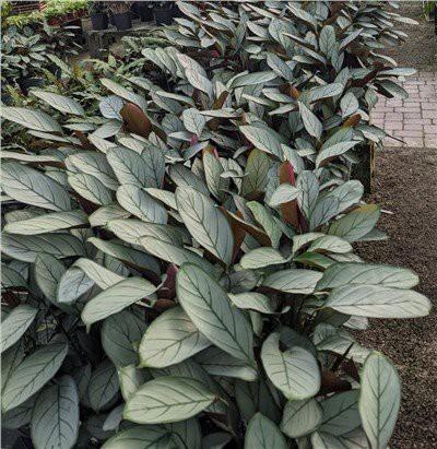 Calathea Silver Star - View 10 from www redcrocus com