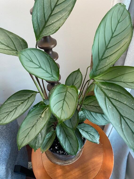 Calathea Silver Star - View 11 from www redcrocus com