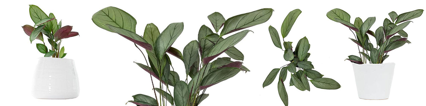 Calathea Silver Star - View 12 from www redcrocus com