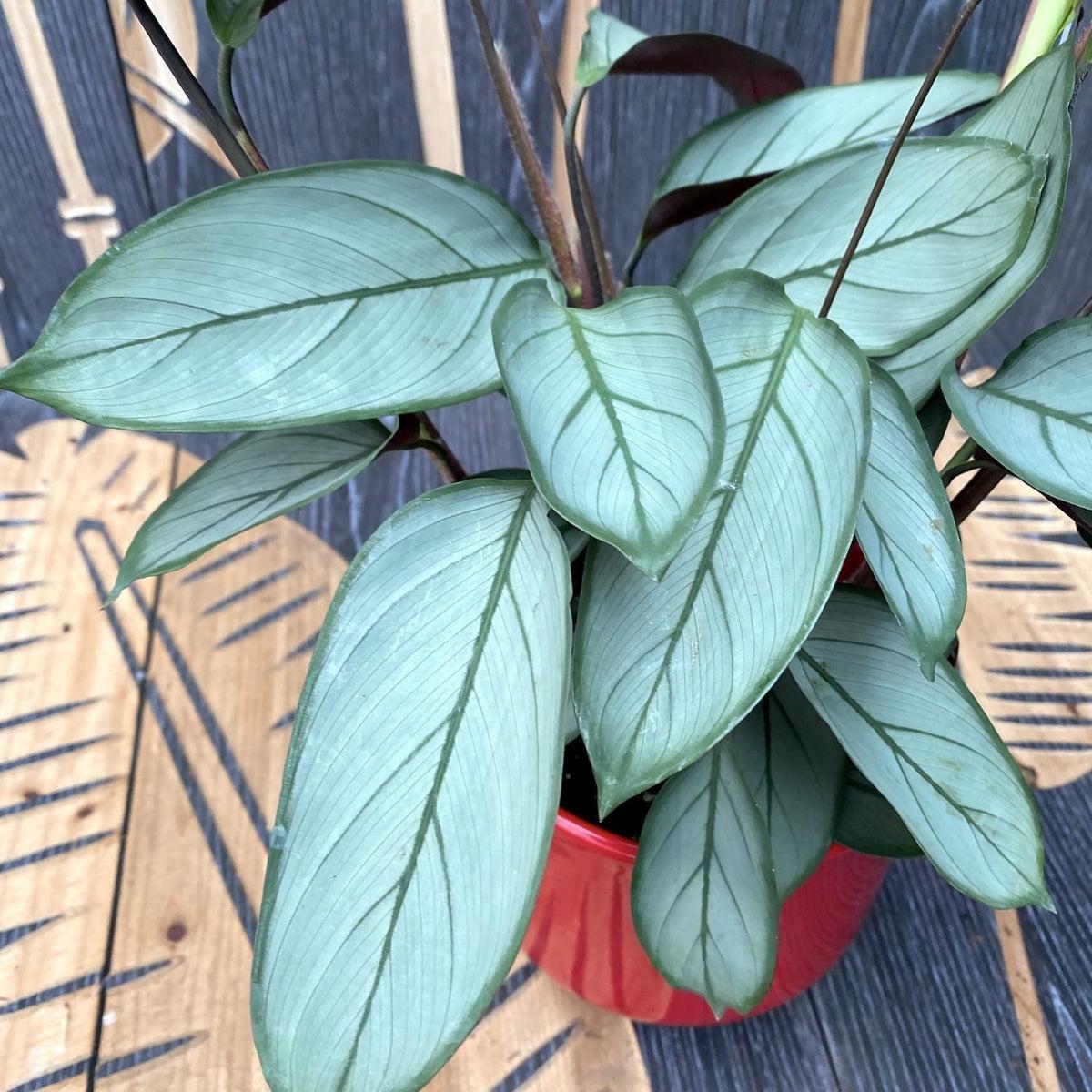 Calathea Silver Star - View 2 from www redcrocus com