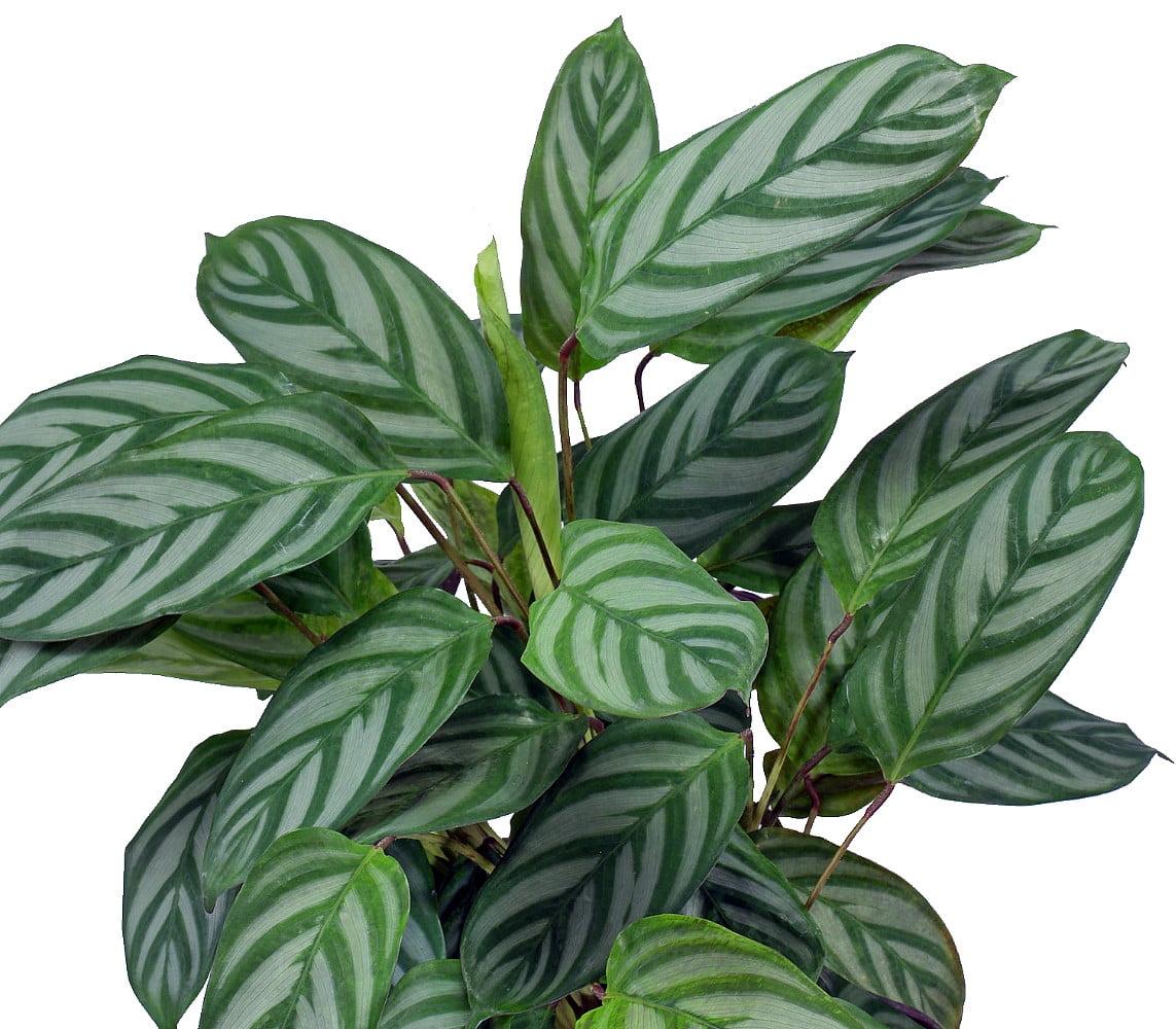 Calathea Silver Star - View 4 from www redcrocus com