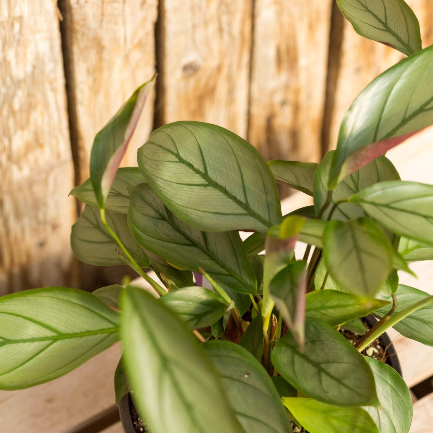 Calathea Silver Star - View 8 from www redcrocus com