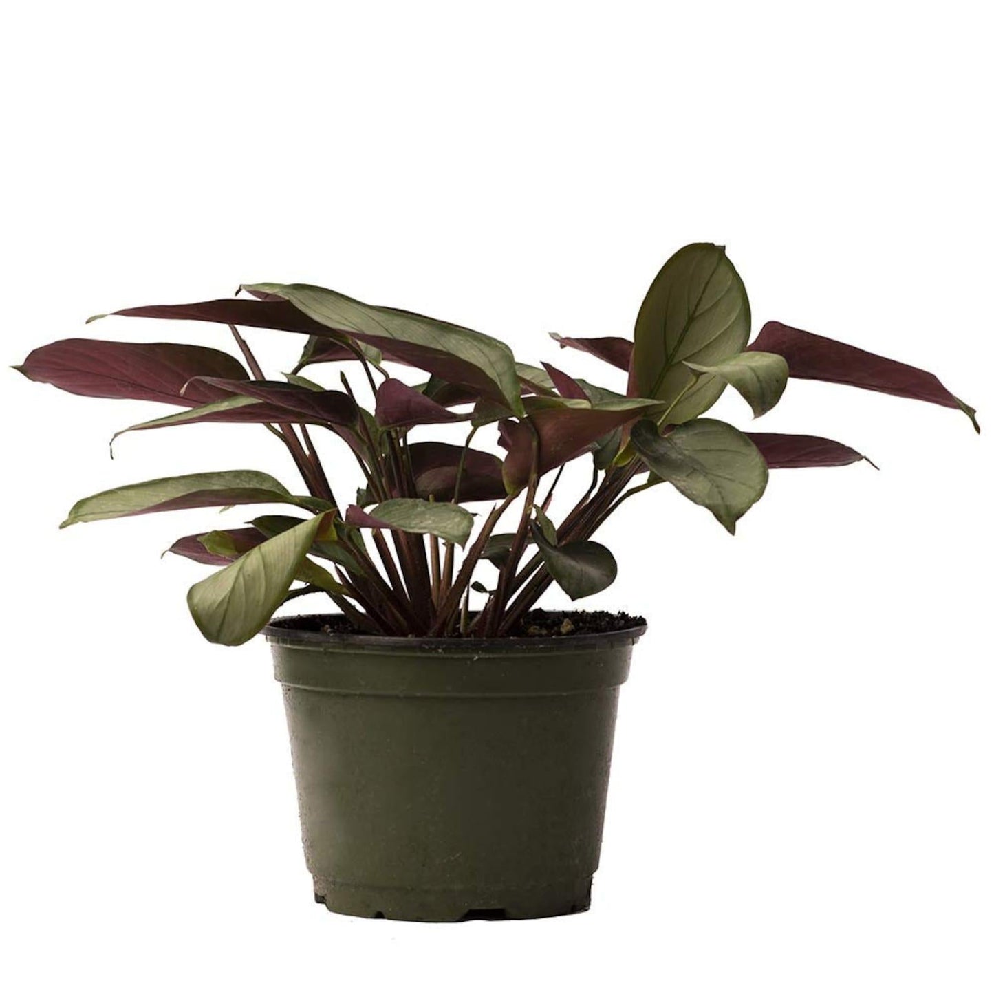 Calathea 'silver Star' - View 15 from www redcrocus com