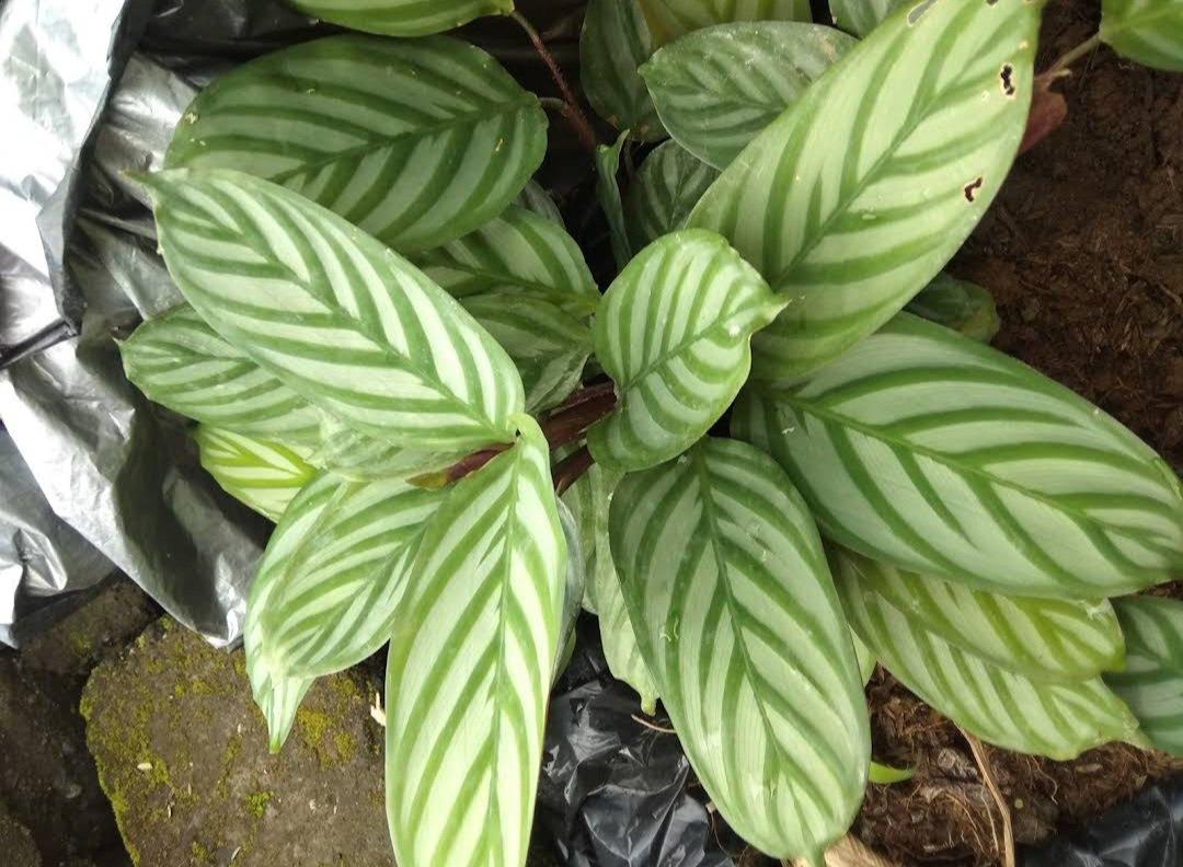 Calathea 'silver Star' - View 16 from www redcrocus com