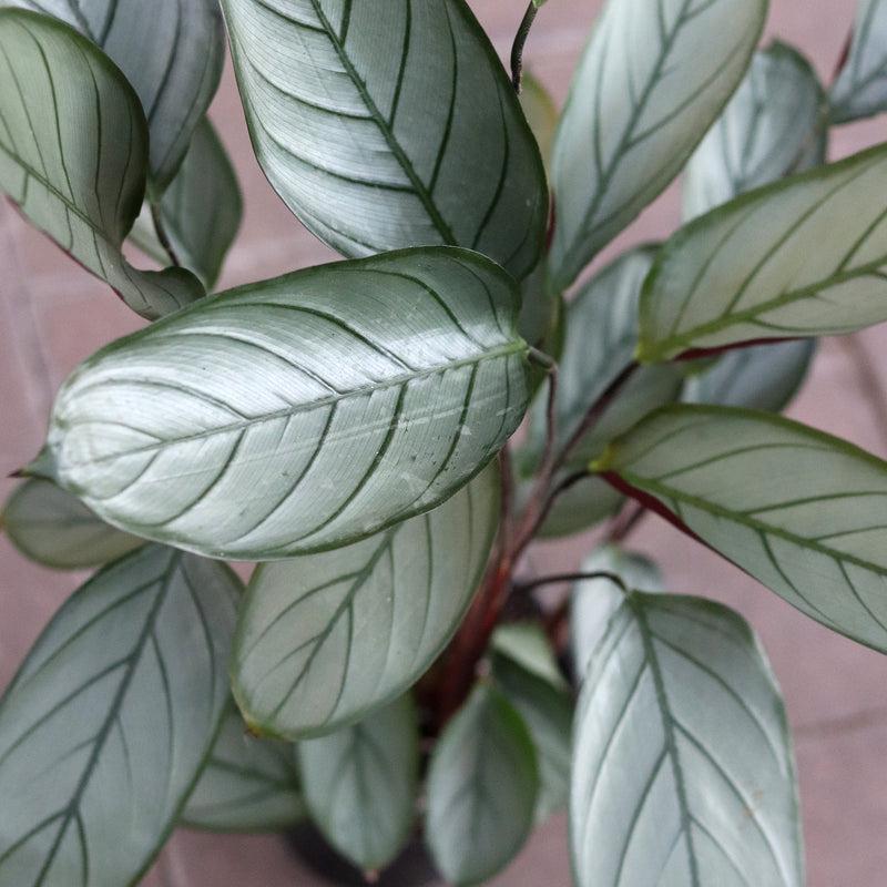 Calathea 'silver Star' - View 8 from www redcrocus com