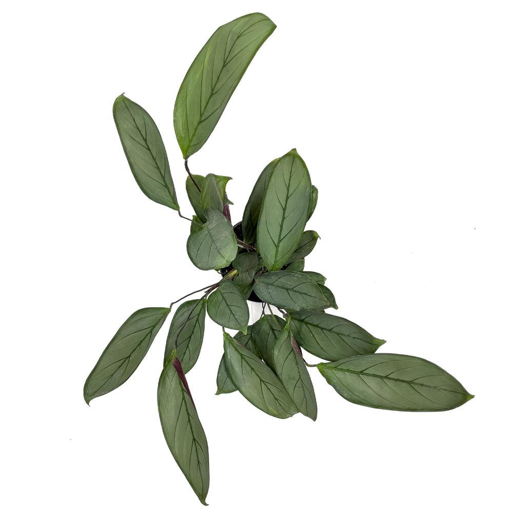 Calathea 'silver Star' - View 9 from www redcrocus com