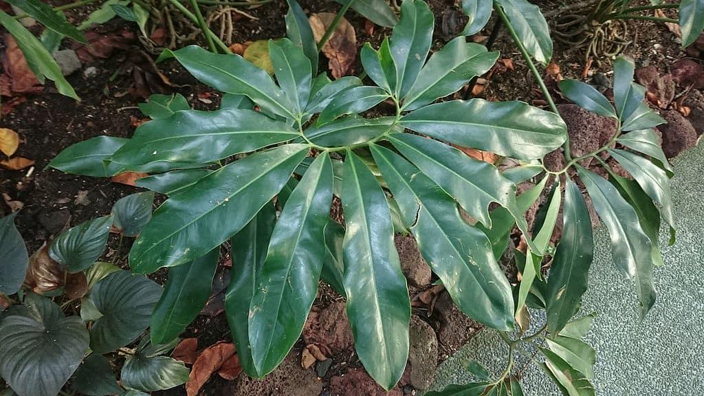 Philodendron Goeldii - View 16 from www redcrocus com