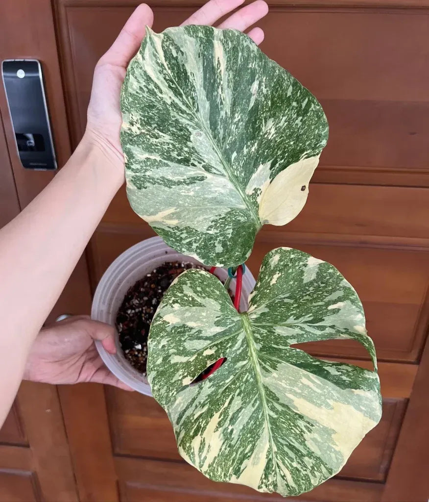Philodendron Goeldii - View 19 from www redcrocus com