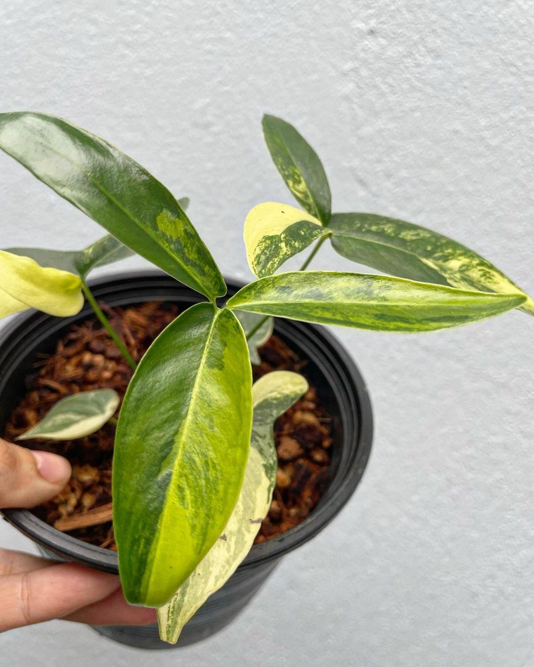 Philodendron Goeldii - View 20 from www redcrocus com