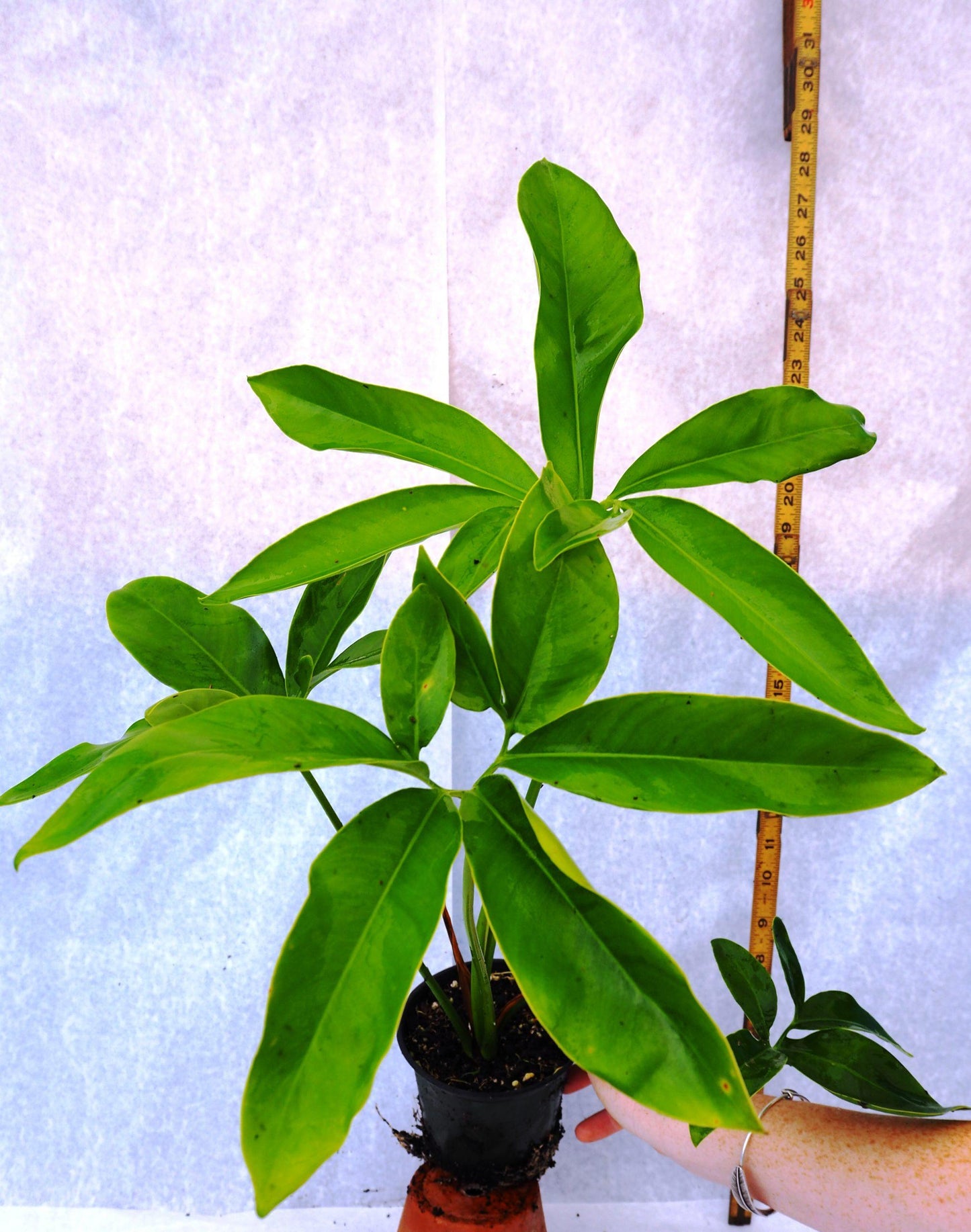 Philodendron Goeldii - View 5 from www redcrocus com