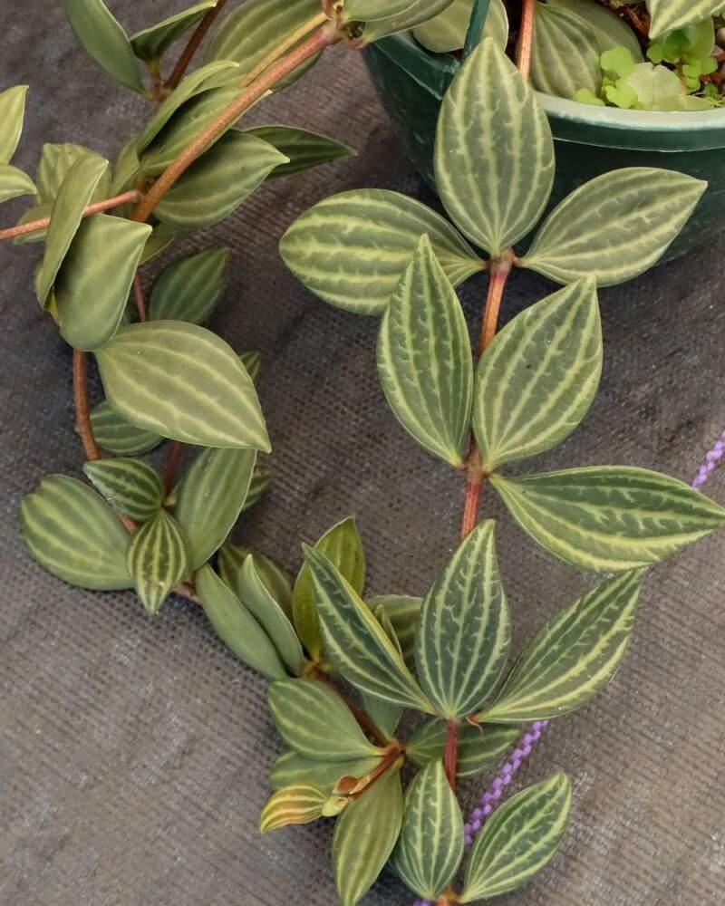 Peperomia Puteola Diamond - View 10 from www redcrocus com