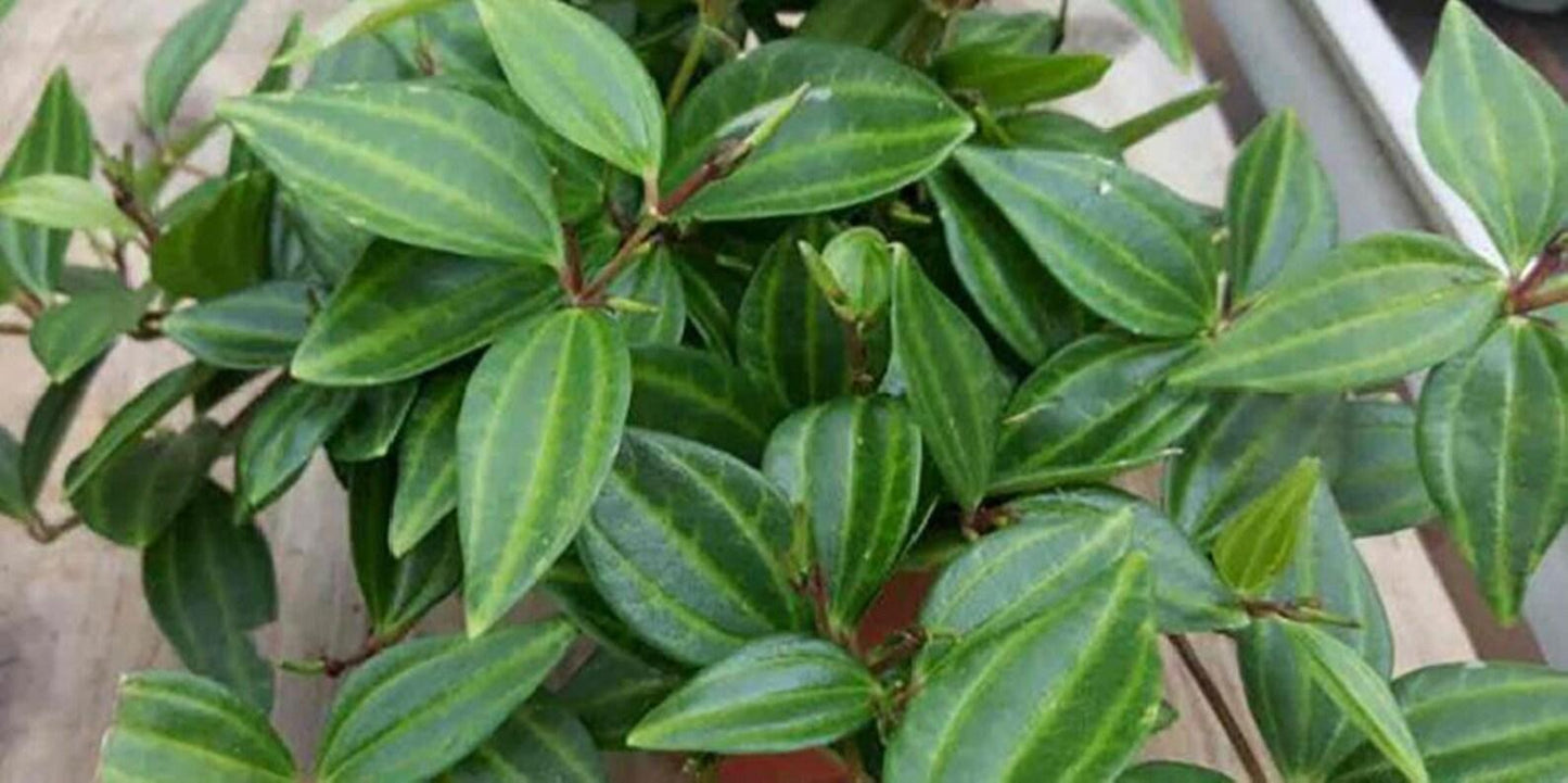 Peperomia Puteola Diamond - View 11 from www redcrocus com