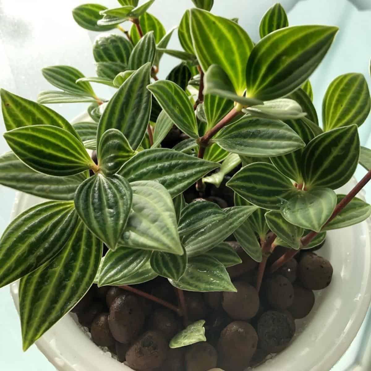 Peperomia Puteola Diamond - View 12 from www redcrocus com
