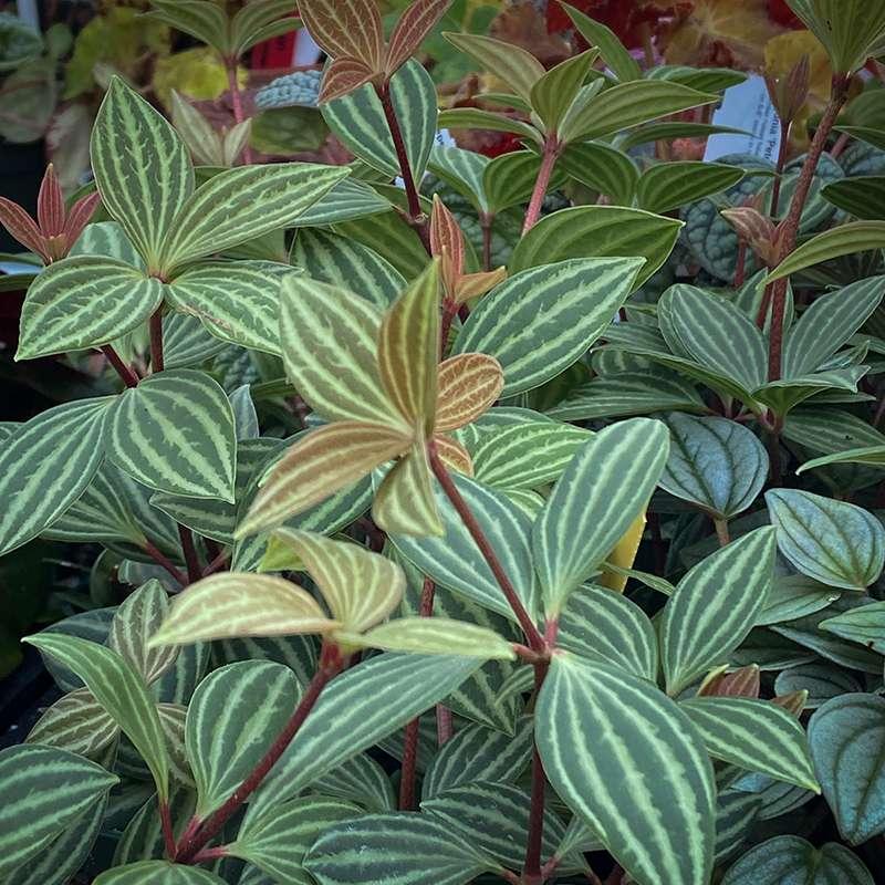 Peperomia Puteola Diamond - View 13 from www redcrocus com