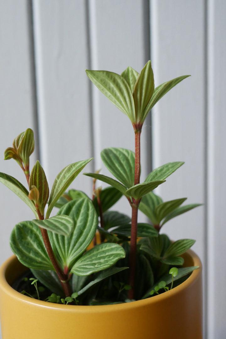 Peperomia Puteola Diamond - View 14 from www redcrocus com