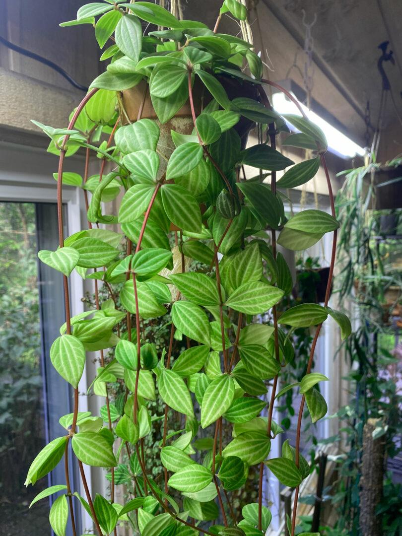 Peperomia Puteola Diamond - View 15 from www redcrocus com