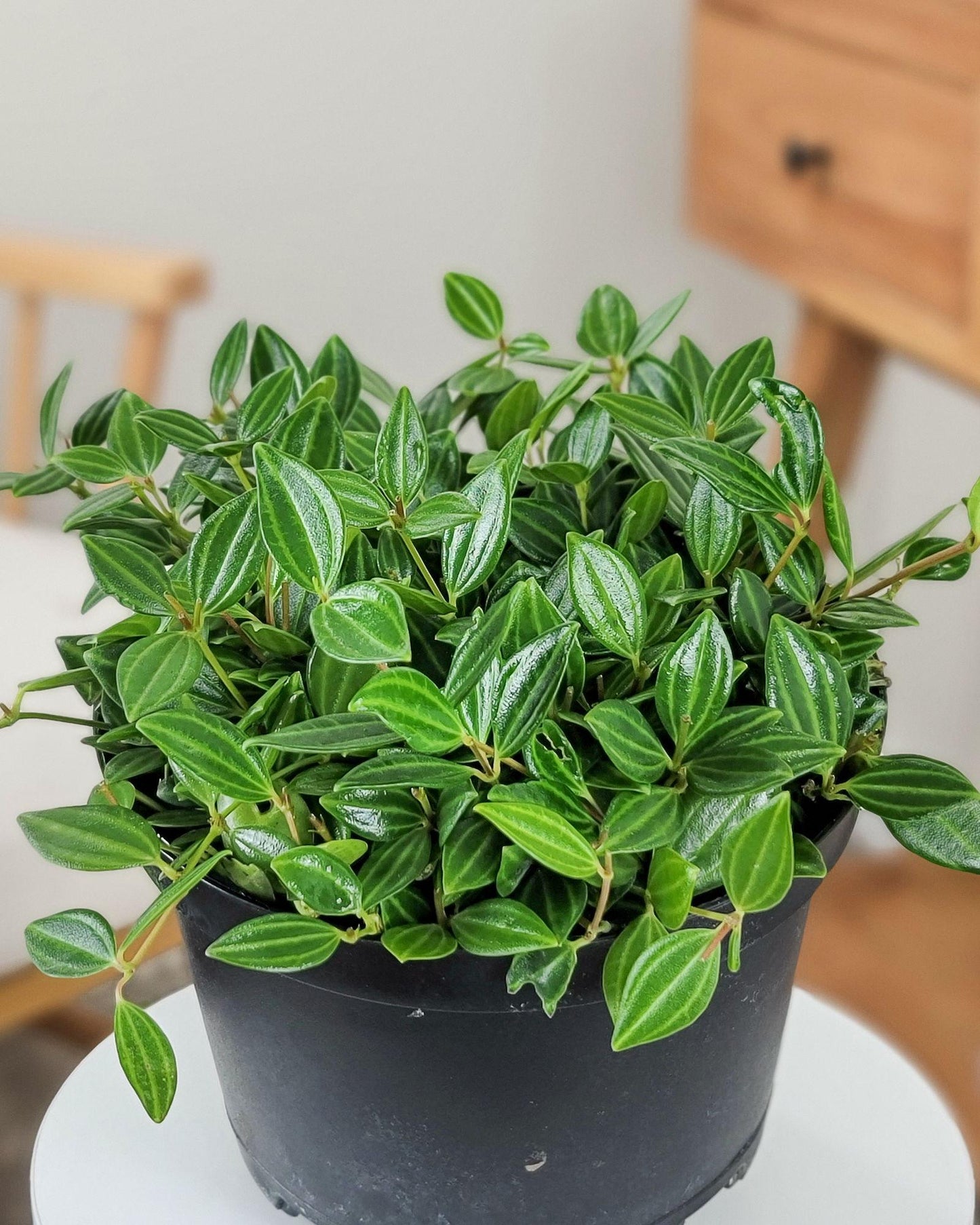 Peperomia Puteola Diamond - View 2 from www redcrocus com