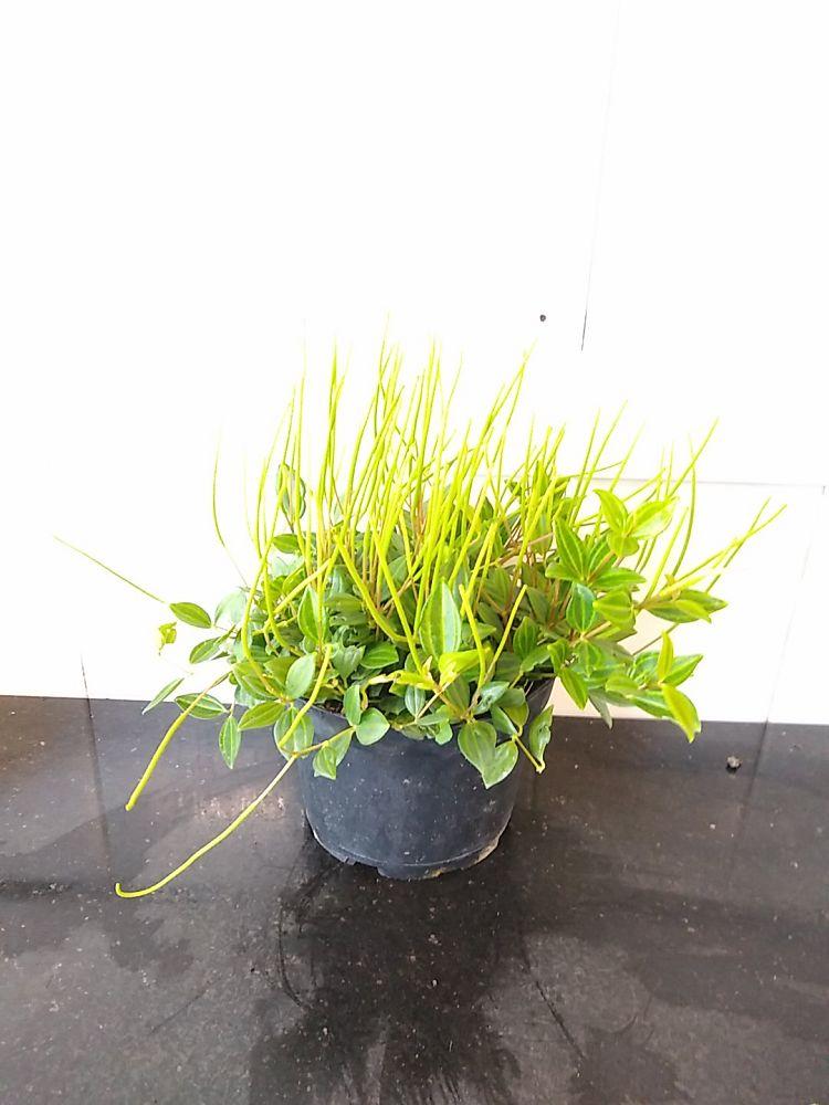 Peperomia Puteola Diamond - View 5 from www redcrocus com