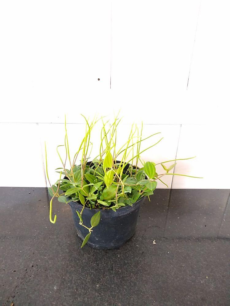 Peperomia Puteola Diamond - View 6 from www redcrocus com