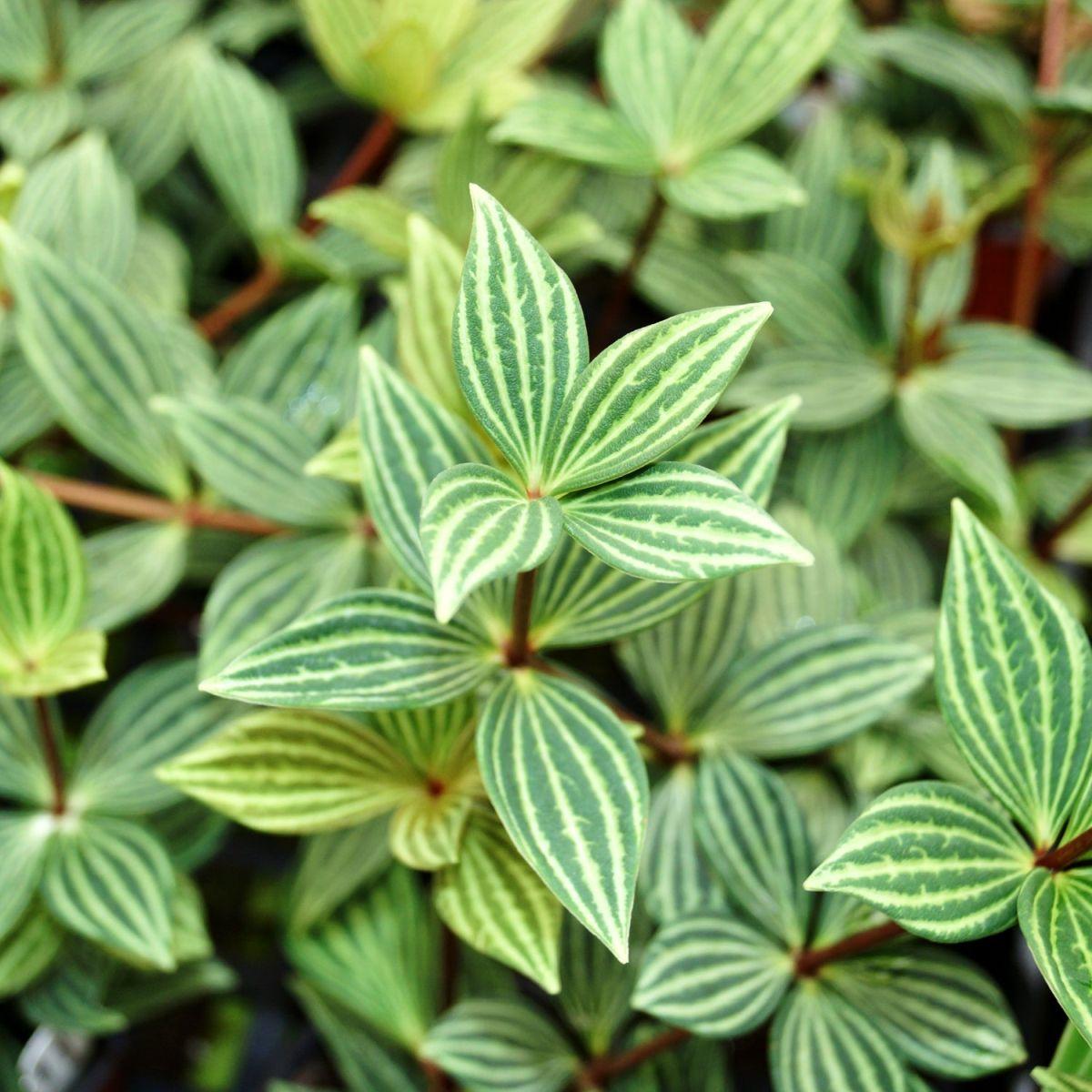 Peperomia Puteola Diamond - View 8 from www redcrocus com