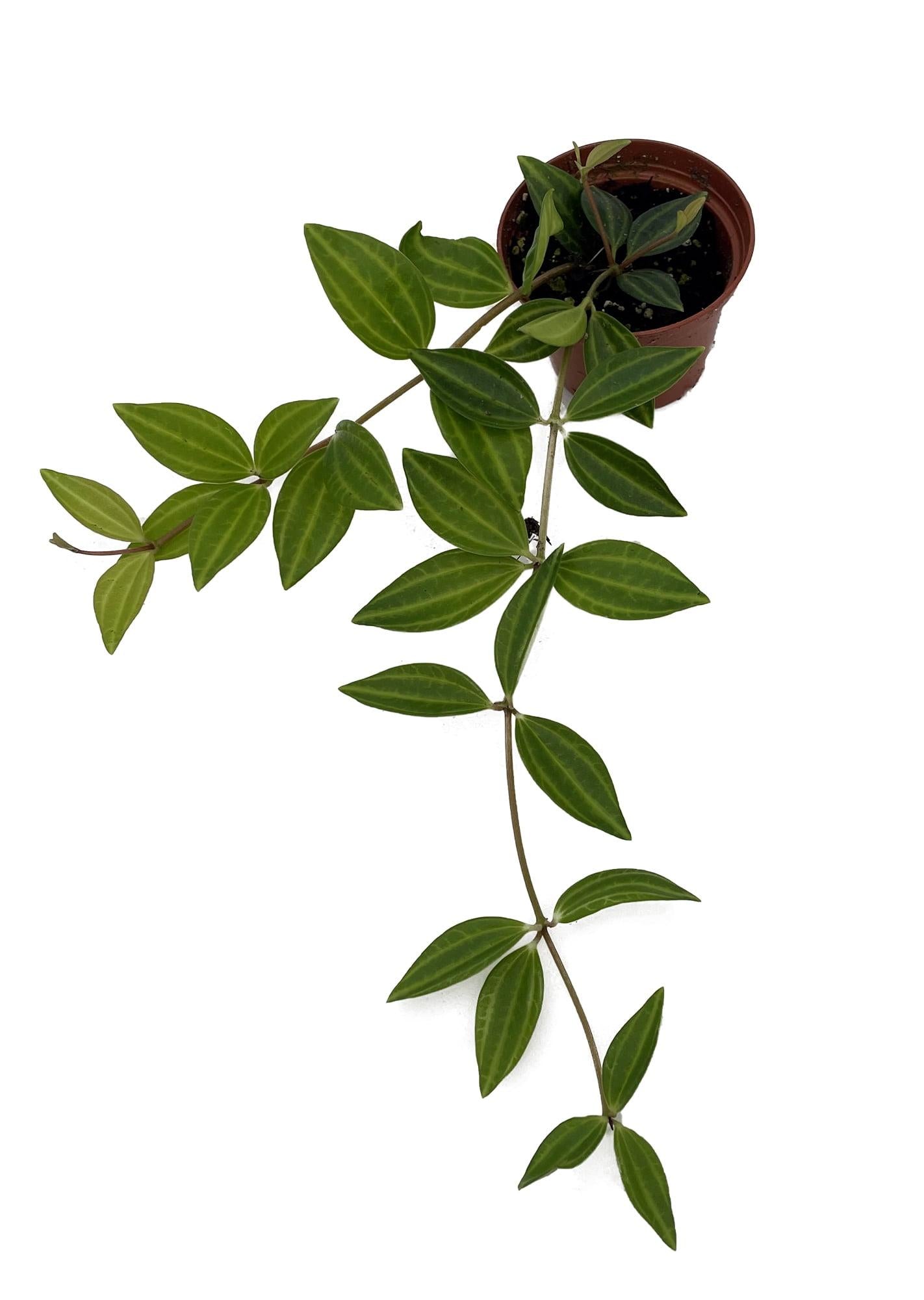 Peperomia Puteola Diamond - View 9 from www redcrocus com