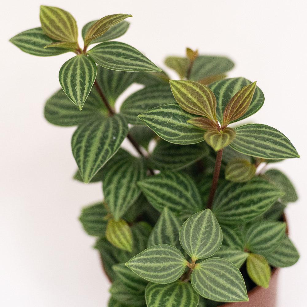 Peperomia Puteola 'diamond' - View 11 from www redcrocus com