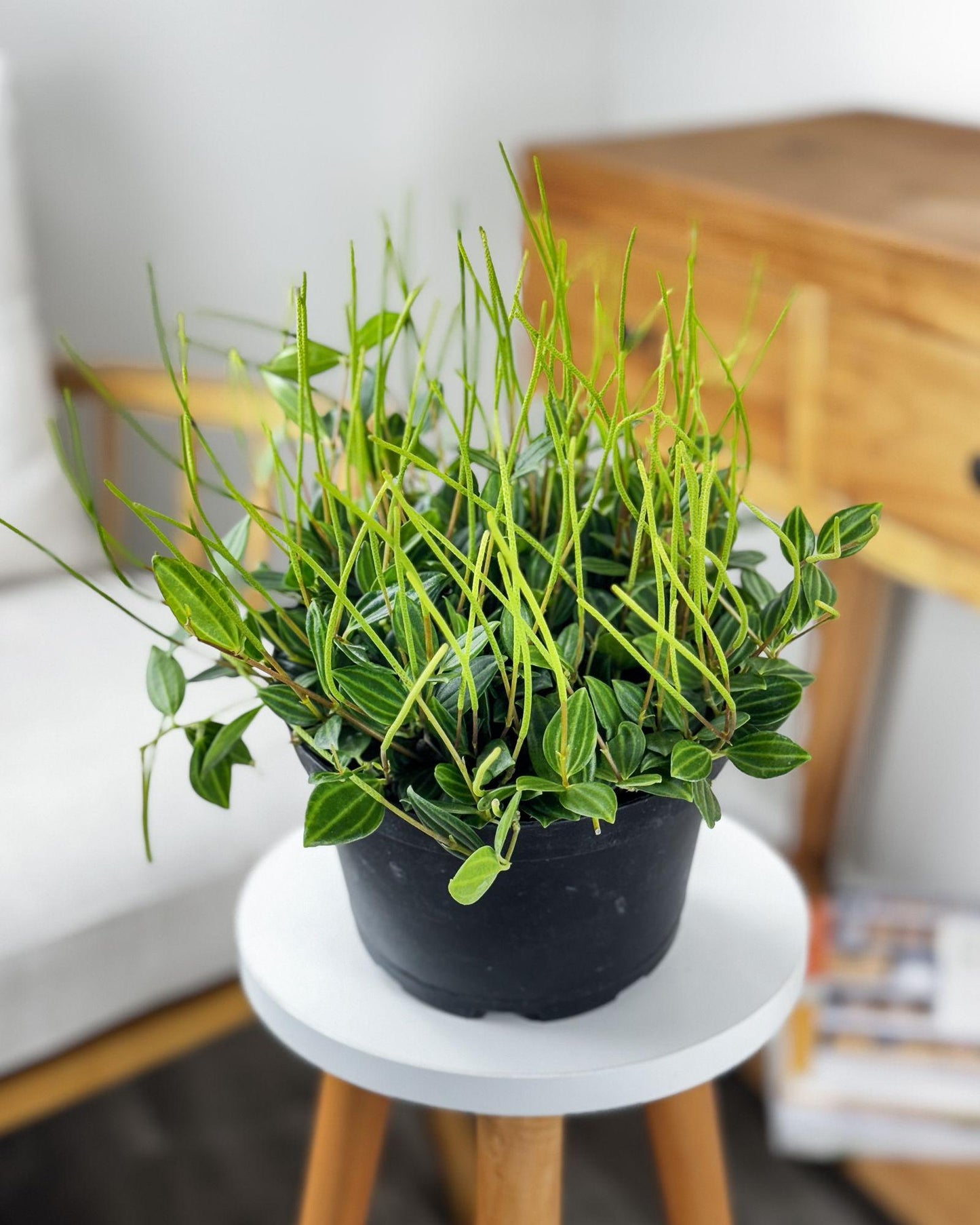 Peperomia Puteola 'diamond' - View 3 from www redcrocus com