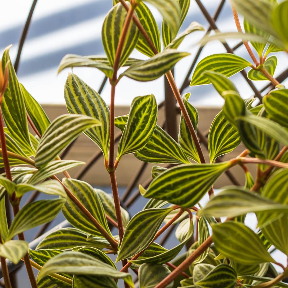 Peperomia Puteola 'diamond' - View 4 from www redcrocus com