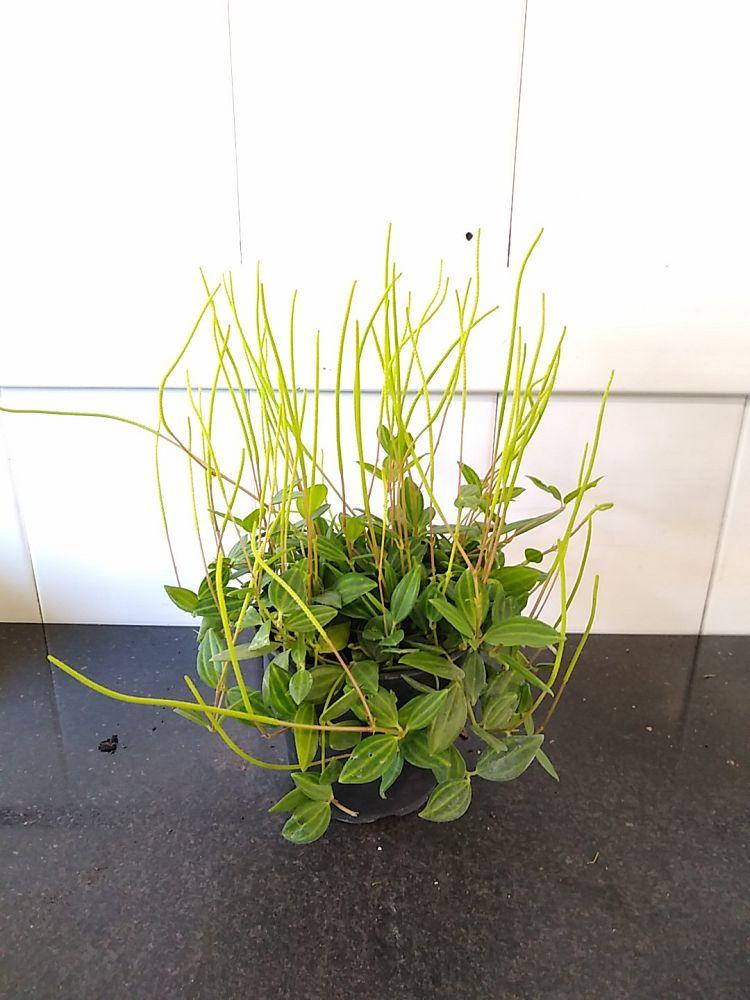 Peperomia Puteola 'diamond' - View 5 from www redcrocus com