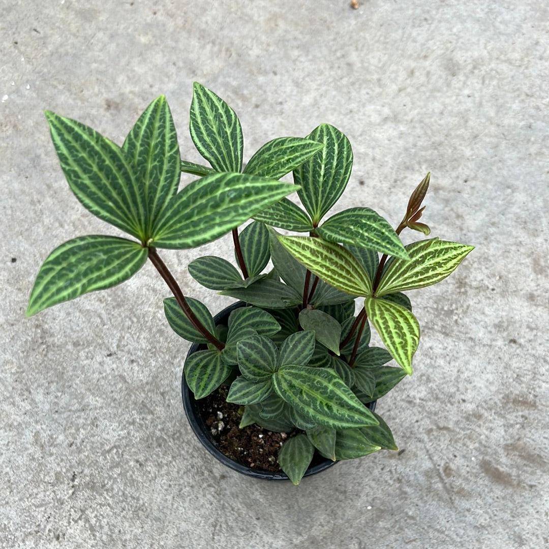 Peperomia Puteola 'diamond' - View 9 from www redcrocus com