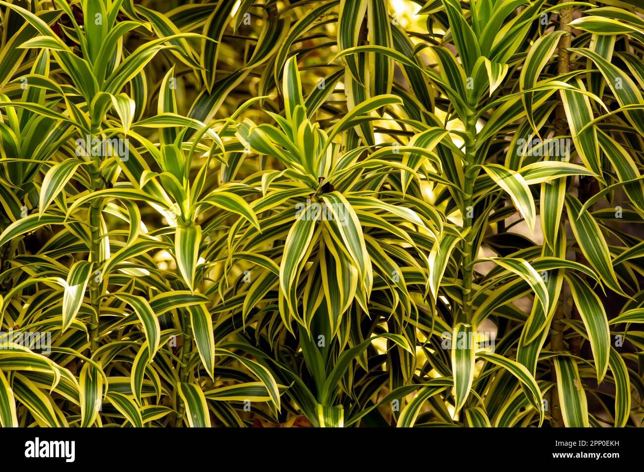 Dracaena Reflexa Song Of India - View 14 from www redcrocus com
